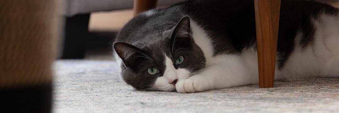 This is my cat Cooper. Thank you for scrolling this far.